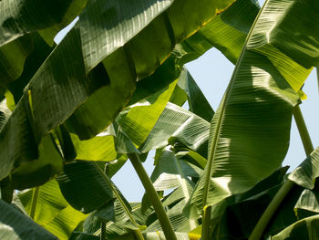 Low angle view of palm tree leaves