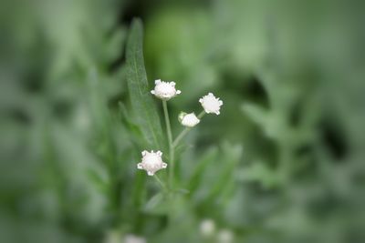 Close-up of white flowers blooming on field