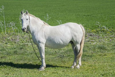 Horse standing on field