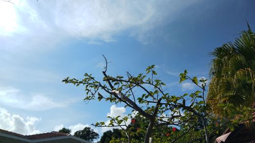 Low angle view of flowering plants against sky