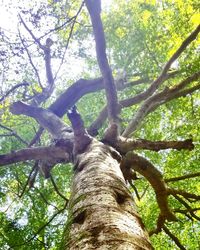 Low angle view of tree in forest