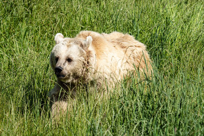 Portrait of sheep on grass