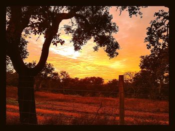 Silhouette trees against sky during sunset