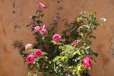 Close-up of pink flowering plants against wall