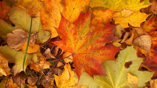 Full frame shot of yellow autumn leaves