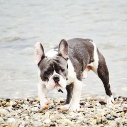 View of a dog standing on beach