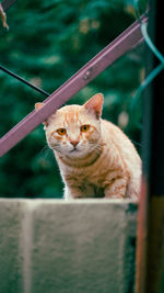 Portrait of ginger cat outdoors