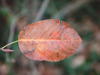 Close-up of dry leaf against blurred background