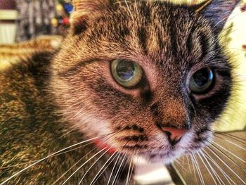 Close-up portrait of cat