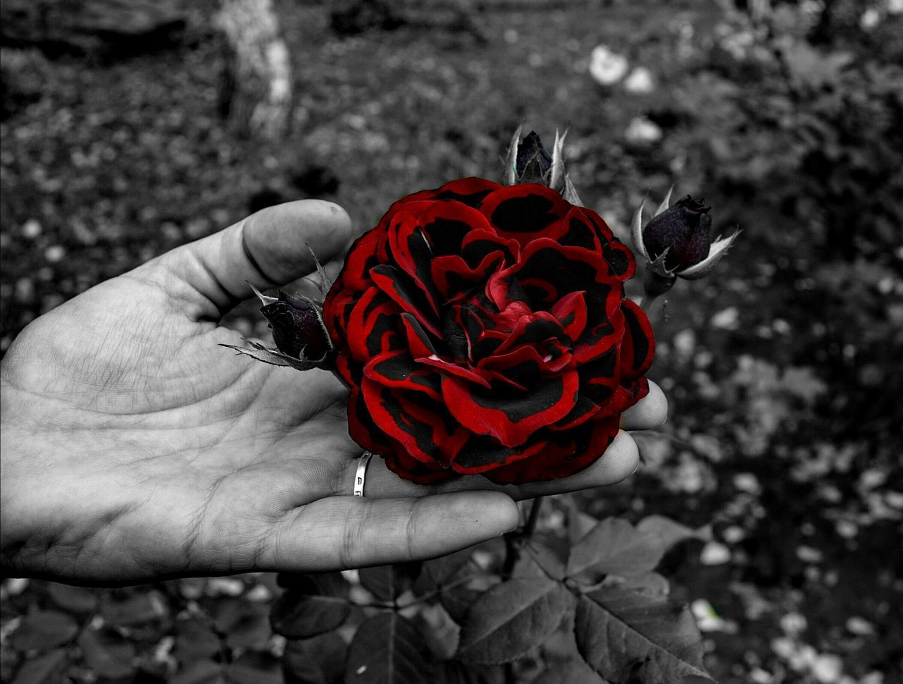 red, human hand, holding, human body part, real people, outdoors, focus on foreground, one person, flower, day, nature, close-up, isolated color, beauty in nature, freshness, fragility