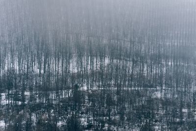 Full frame shot of tree pattern