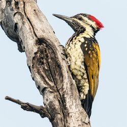 Low angle view of black-rumped flameback on tree trunk against clear sky at sultanpur bird sanctuary