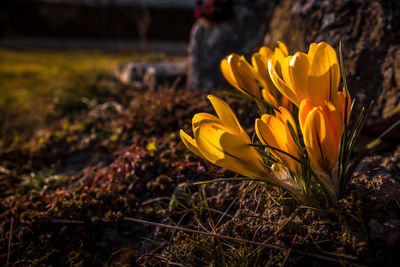 Close-up of yellow crocus growing in field