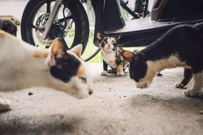 Portrait of two dogs