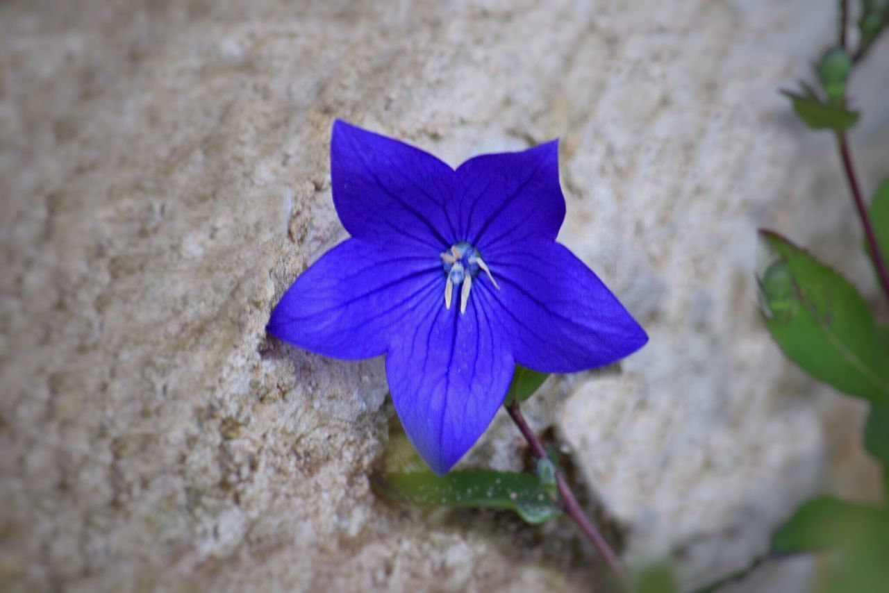 CLOSE-UP OF BLUE FLOWER