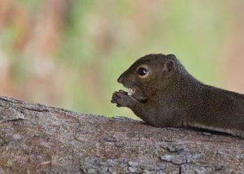 Close-up of squirrel