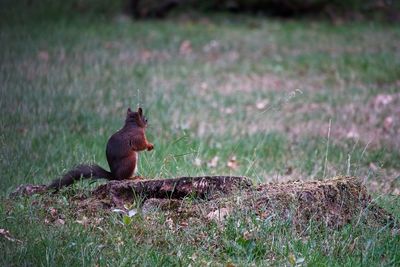 Squirrel on field