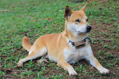 Dog looking away on field