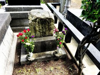 Close-up of potted plant on cemetery