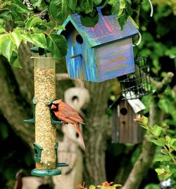 Close-up of bird perching on feeder