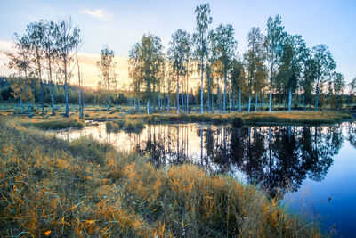 Reflection of trees in lake