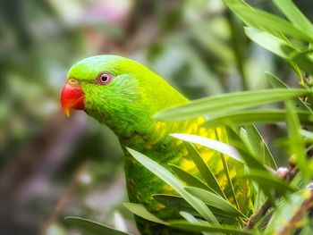 Close-up of a parrot