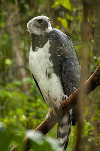 Close-up of bird perching on branch