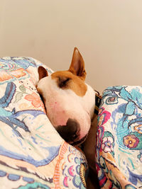 Close-up of dog lying on bed at home