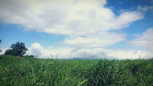 Scenic view of agricultural field against sky