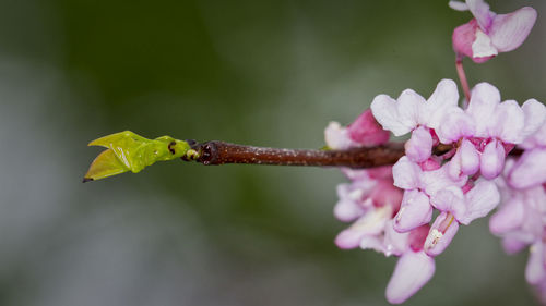 Close-up of pink flowers