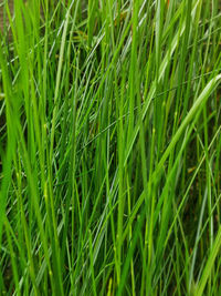 Close-up of grass growing on field