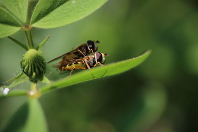 Close-up of bee on leaf