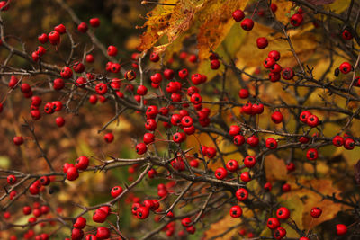 Autumn and fall leaves, colorful nature close-up. orange, red and yellow colors in nature background