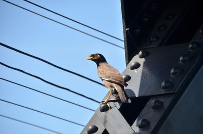 Low angle view of myna perching on bridge against sky