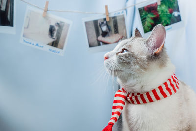 Close-up of a cat looking away