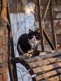 Close-up of cat