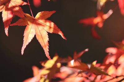 Close-up of maple leaves during sunset