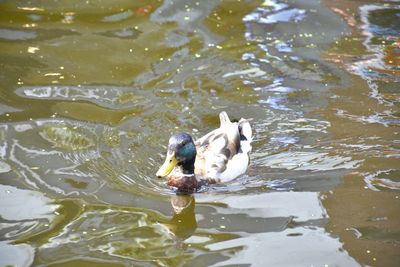 High angle view of ducks swimming in lake