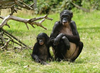 Close-up of monkey sitting on grass