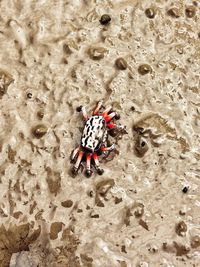 High angle view of ladybug on sand