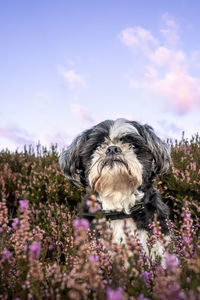 Shih tau in the. heather on the north york moors