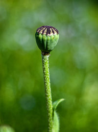 Close-up of poppy bud