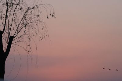 Silhouette birds flying against sky during sunset