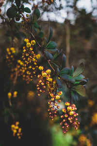 Close-up of flowering plant