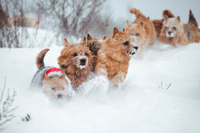 Dogs walking outdoor in snow in winter time