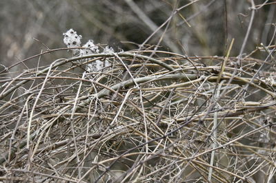 Close-up of dried plant on snow covered land