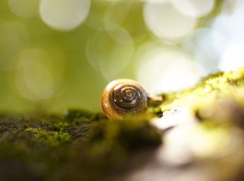 Close-up of snail on leaf