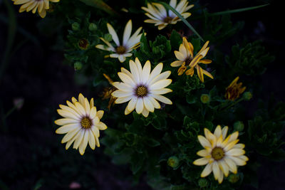 High angle view of white and yellow flowering plants