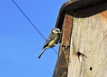 Low angle view of bird perching on wood against clear blue sky