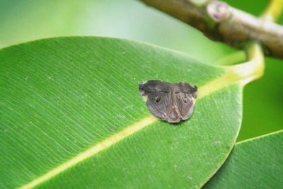 Close-up of insect on leaf